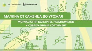 Малина от саженца до урожая: морфология культуры, размножение и современный сортимент