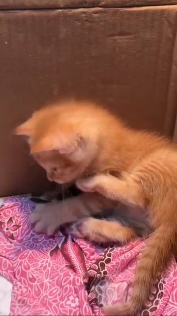 Клип @meowtaverse