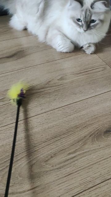 играю с кошкой