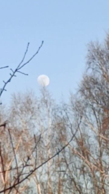 Ворона и луна