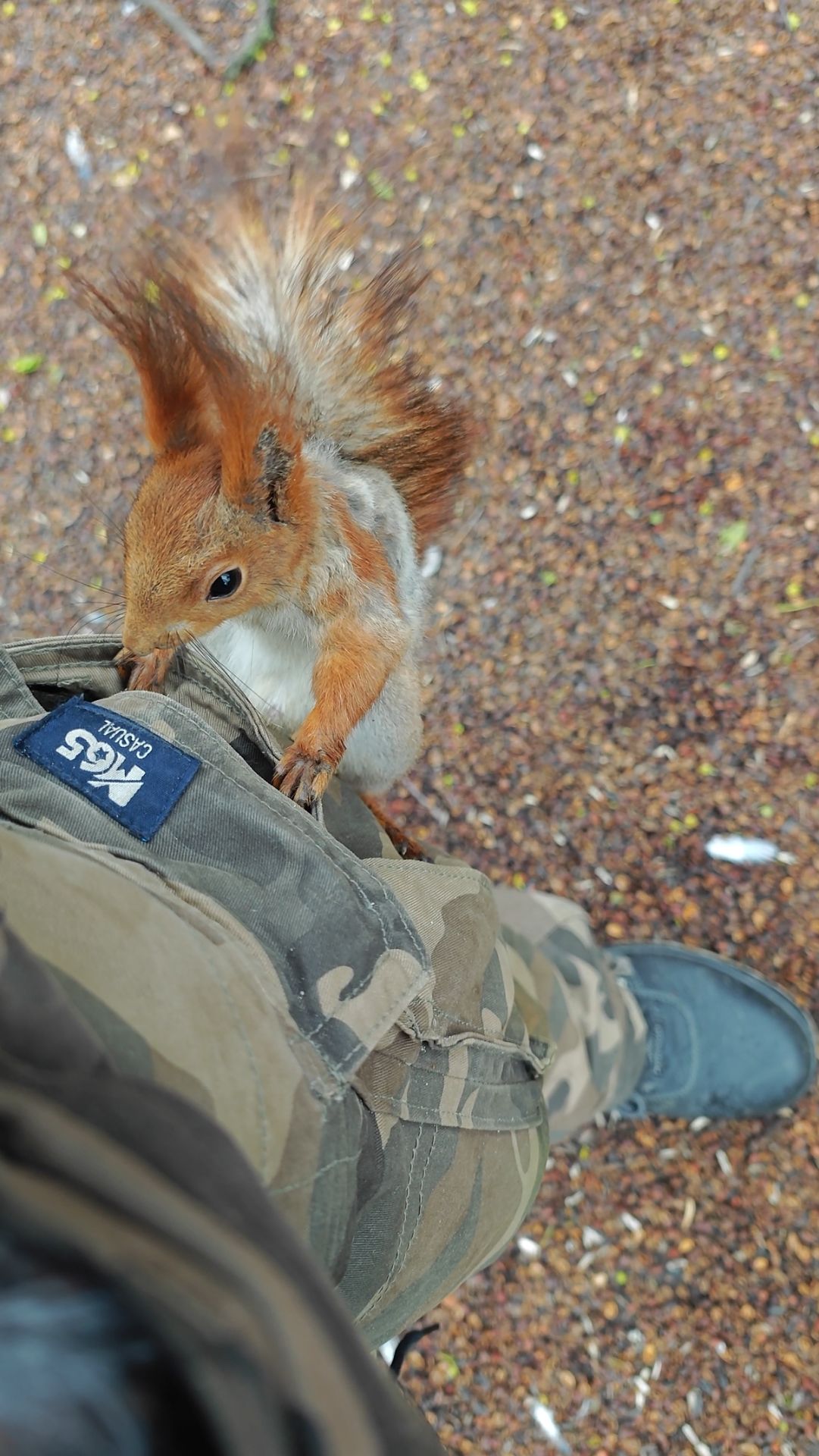 Белка нашла ничей карман