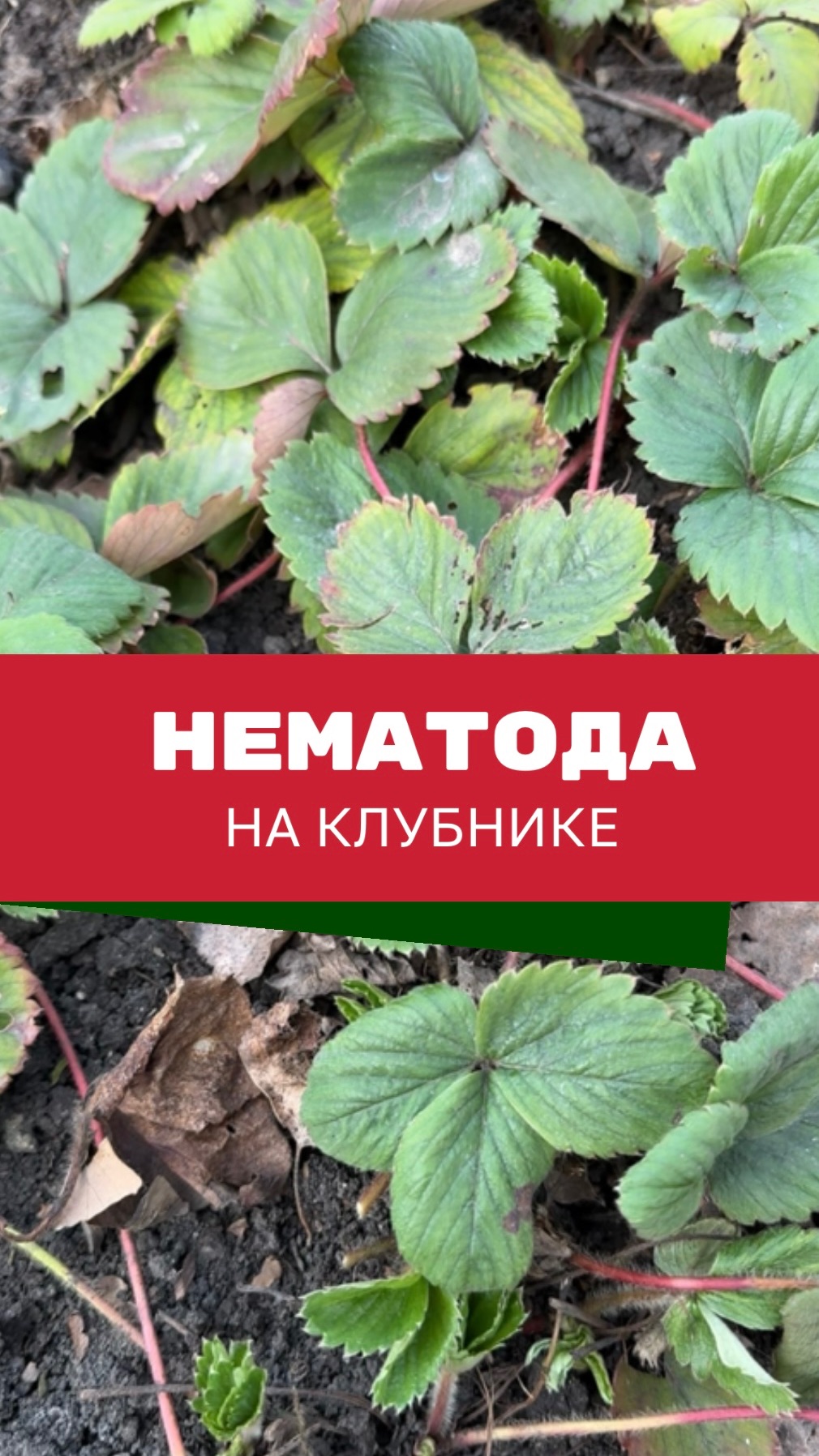 Нематода на клубнике