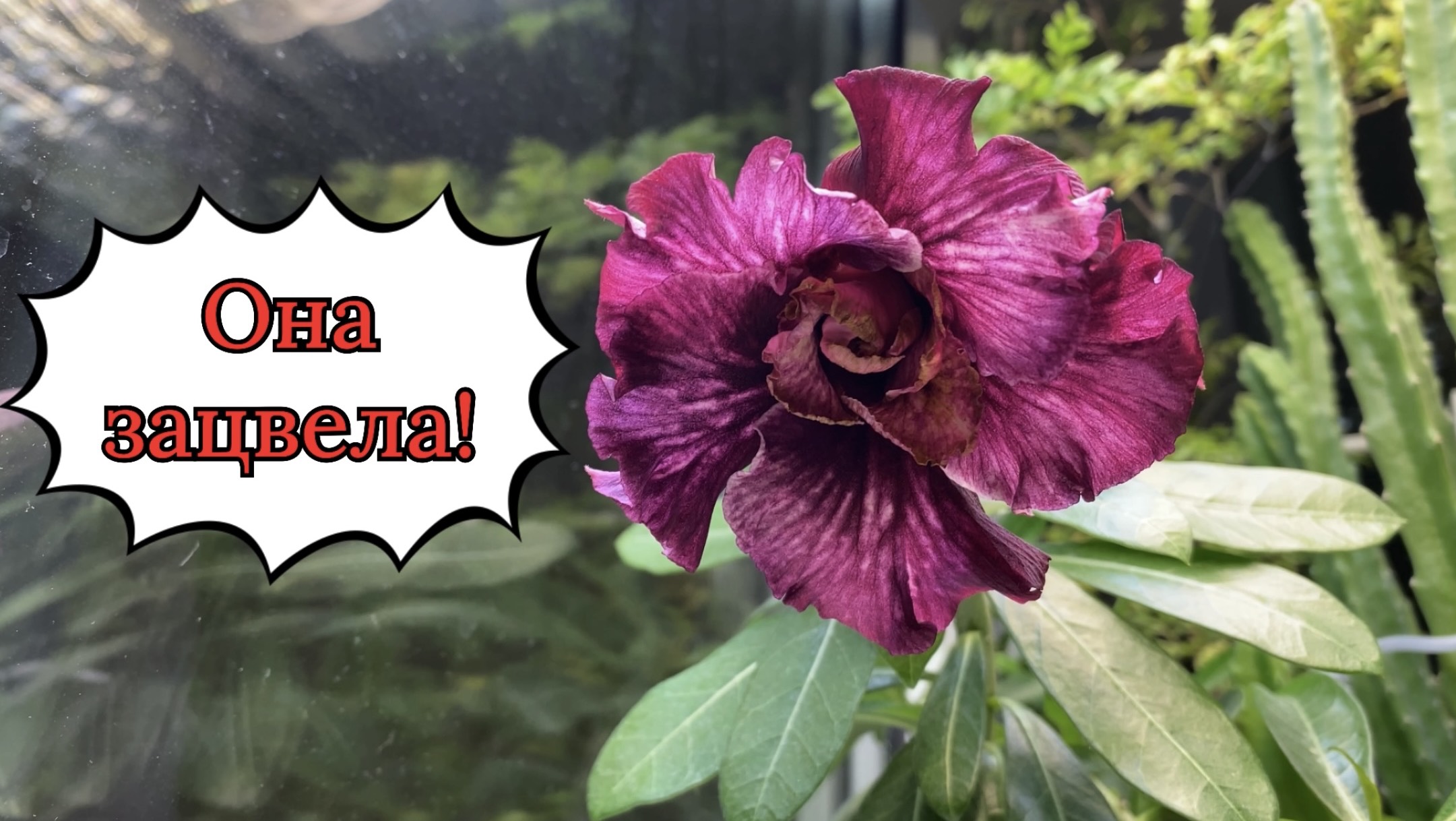 Дождалась цветения сортового адениума Simona. Другие тоже цветут и радуют. 29 апреля 2026 г.