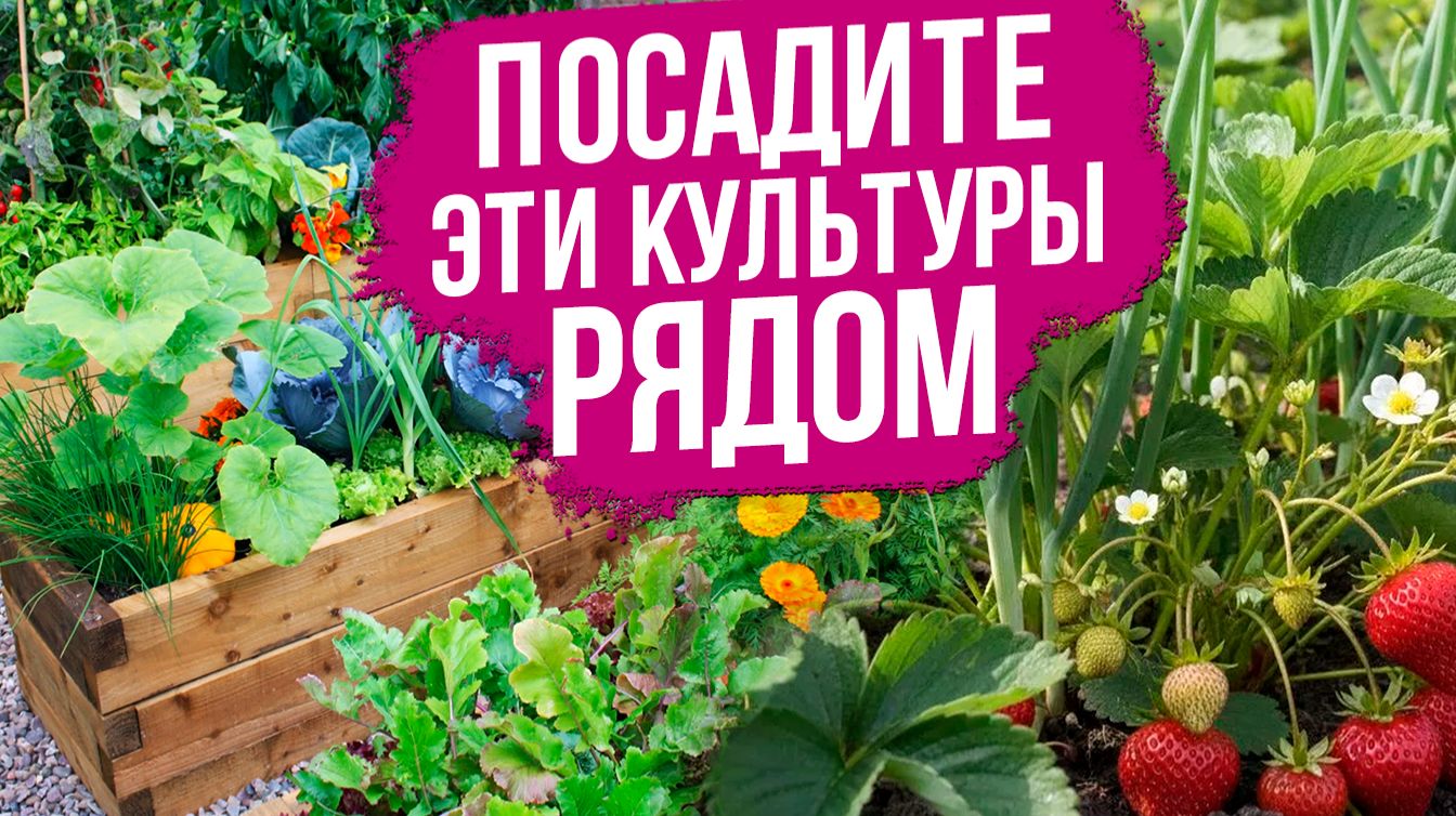 Какие растения посадить рядом для защиты и увеличения урожая?