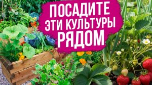 Какие растения посадить рядом для защиты и увеличения урожая?