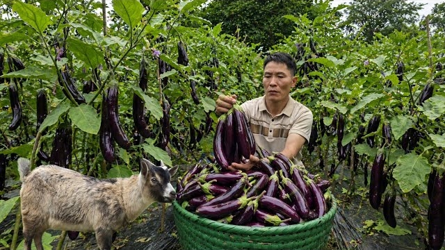 Собрал огромный урожай баклажанов для продажи и готовлю сытное блюдо. Энзо. Жизнь во Вьетнаме