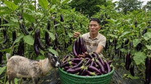 Собрал огромный урожай баклажанов для продажи и готовлю сытное блюдо. Энзо. Жизнь во Вьетнаме