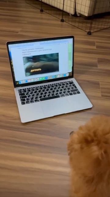 Ролик для Собак от Пятого канала