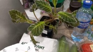 Куда ходила,че купила???👀🪴👍🍌🍅🥒