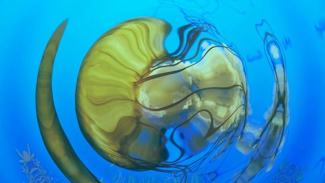 Морские животные для детей  Учим животных  Развивающие мультики для малышей