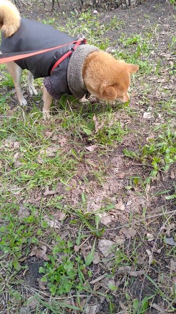 собака улыбака сиба -Уроки матери Природы