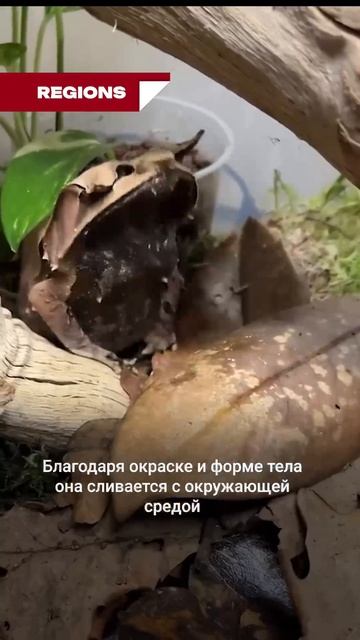 Мастер маскировки