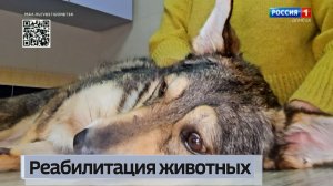 В Донецком приюте «4 Лапки» появился новый терапевтический блок