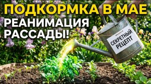 Срочно дайте это растениям в МАЕ Секретные рецепты для рекордного урожая