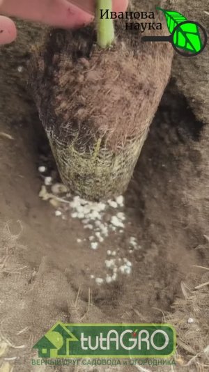 🍅Сделайте это при ВЫСАДКЕ РАССАДЫ и урожай вас ЗАВАЛИТ! Что я кладу в лунку - мой фирменный рецепт.