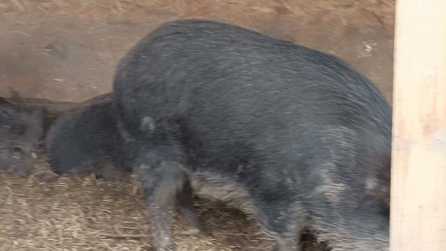 Охота на Кабана