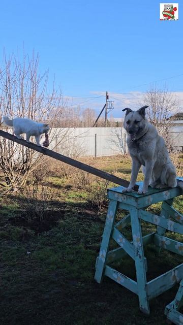 Ребята от всей души поблагодарили своего Могучего Друга Кришана за вкусненькое 🌞🦅❤️😻🐶 #котики