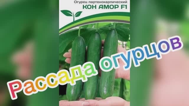 Рассада огурцов. Замачивание огурцов на рассаду