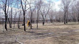 2 Отл. СС ТАВОР с Хехцира +++ №19. КОМСОМОЛЬСК-НА-АМУРЕ 26 апреля`26 Моно немецких овчарок