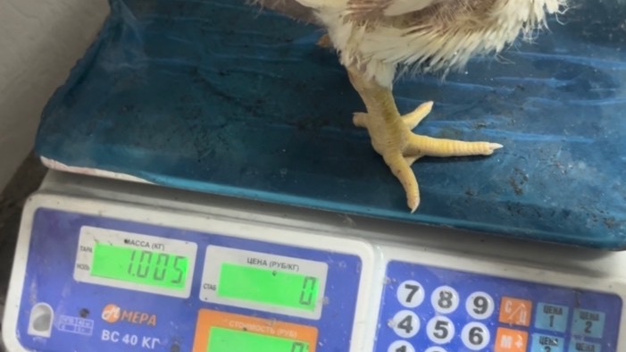 Возраст Бройлеров 20 дней Конверсия Комбикорма Замер Привесов Свой Самодельный Комбикорм Работает!?