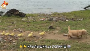 Утята и Цыплята - Кошки и котята, Собаки и щенята 347 Хвостики да Усики ❣️