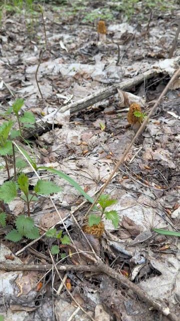 Открыли грибной сезон 2026 г. Сморчки.