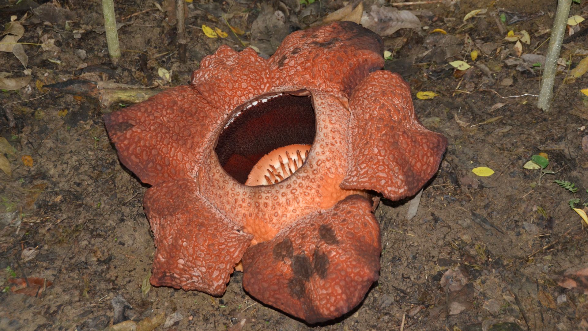 Малайзия.  Борнео. Закаты . Носатые обезьяны. Раффлезия-цветок-хищник. 06.2011