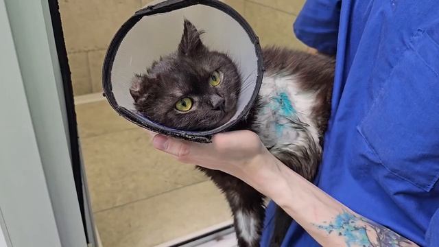 Чудом оставшись в живых... Разорванный собаками, идёт на поправку! 💖✨