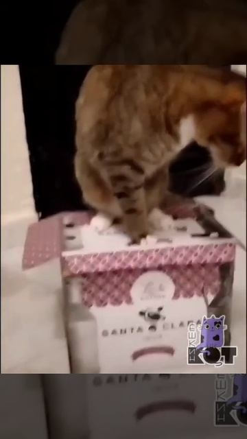 Нейтрализовал конкурента перед обедом