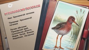 Агент биосферы / Красноногий погоныш / 29.04.26