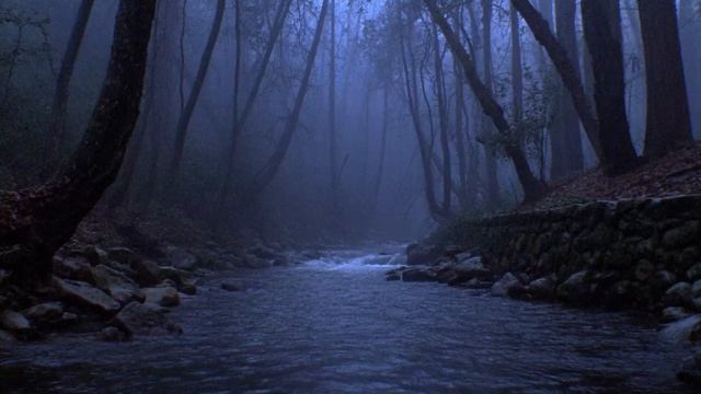 misty forest drones ⧸⧸ deep atmosphere for solitude 🌫️