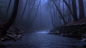 misty forest drones ⧸⧸ deep atmosphere for solitude 🌫️