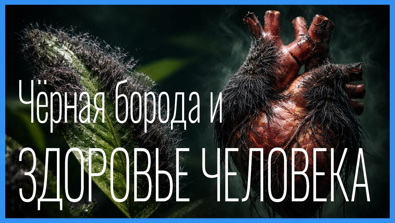 Водоросли Чёрная борода Вьетнамка и Здоровье человека: Что общего?