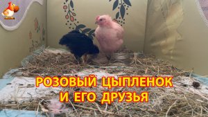 Розовый цыпленок и его друзья ч.1