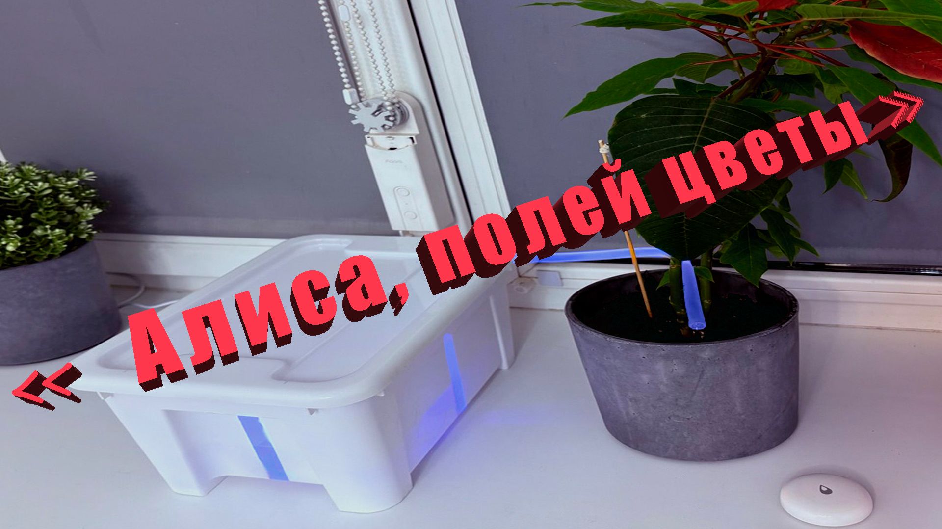 Умный полив Умный дом Яндекс