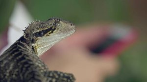 Ящерицы у них как у нас голуби