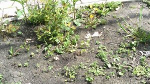 DSCF0007Емануелевский парк,парк Цветник апрель 2026