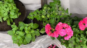 Пересадила петунию и гнома в горшки 😊 Перезимовали ночь на ура💃