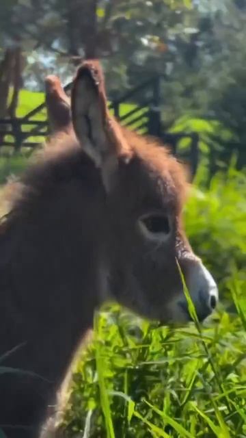 Клип @meowtaverse