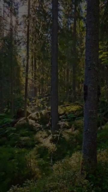 Карелия. Питкяранта. Медвежьегорск. Сортавала. Karjala. Pitkyaranta. Medvezhyegorsk. Sortavala