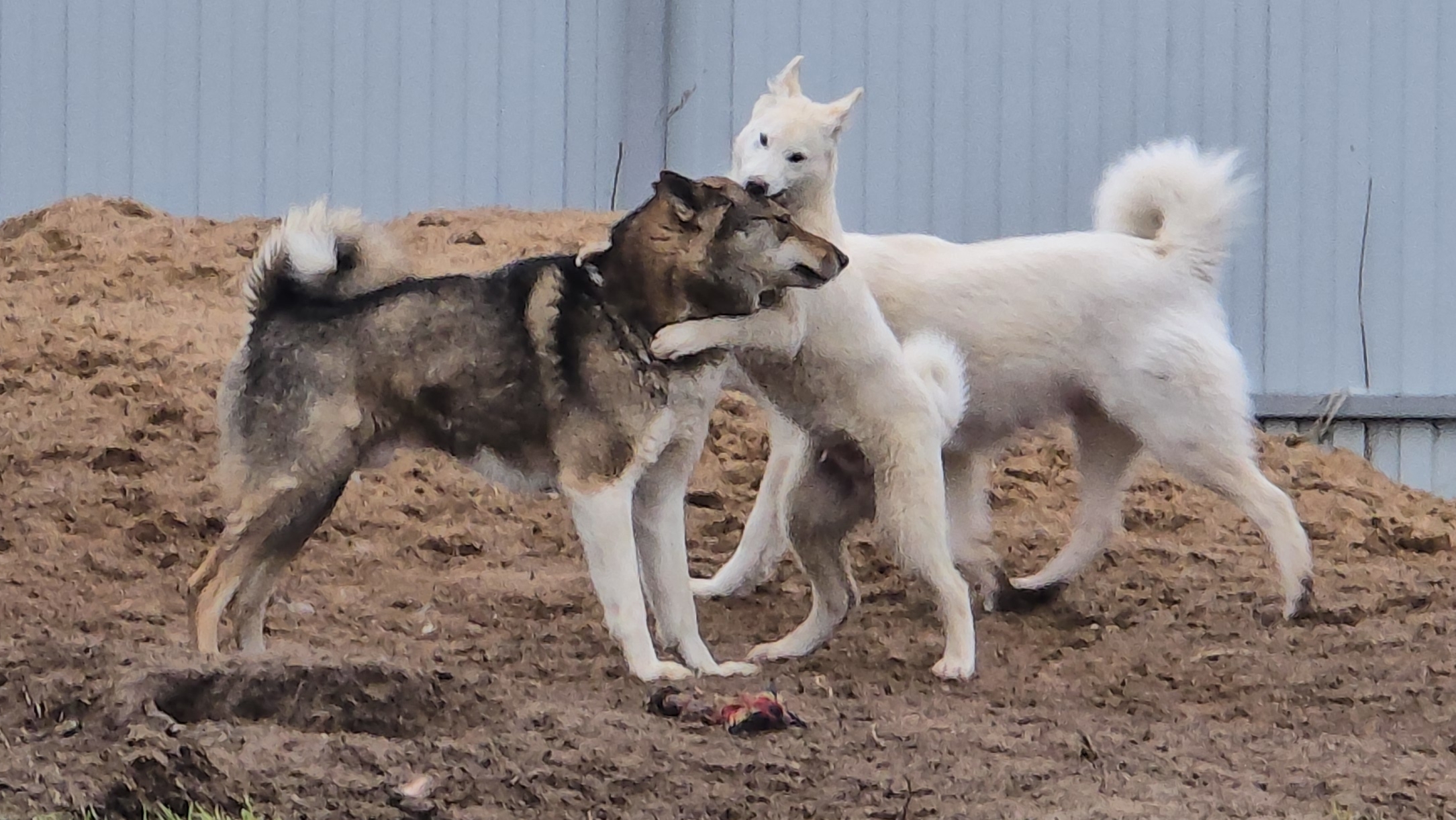 Хозяйство с утра