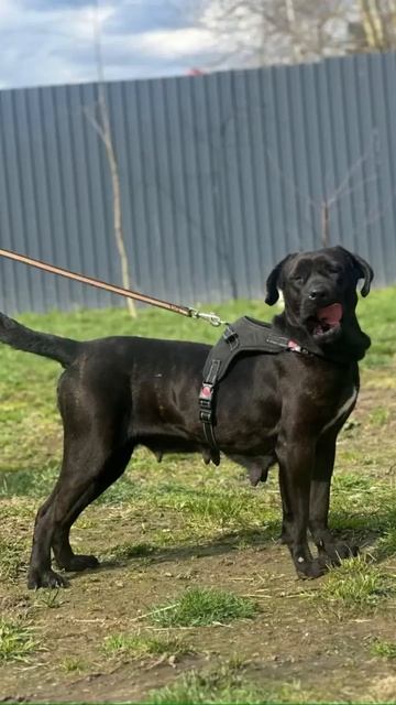 🕊 Спасли кане-корсо из 🇹🇷❗Пост в описании 🎥  #собака #канекорсо #animals #любовь #счастье