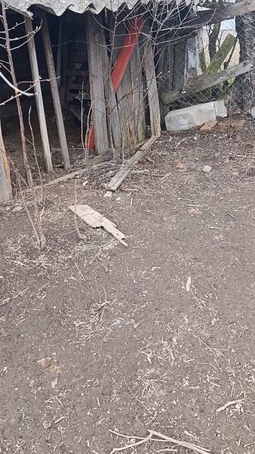 Гусыня  на яйцах  сидит или нет? Большой вопрос 