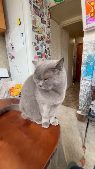 наглый кот!