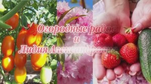 2402.  Рассадный 26 г ,доброе утро, растишки!