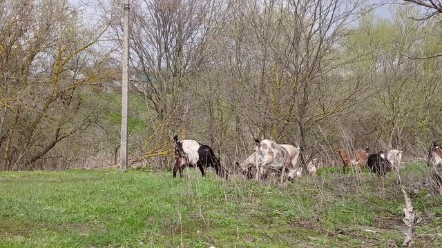 Первый выход в свет