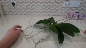 Не смогла сдержаться. Омоложение орхидеи Тайсуко Джаспер.