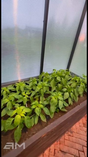 Начинающий огородник с английской теплицей