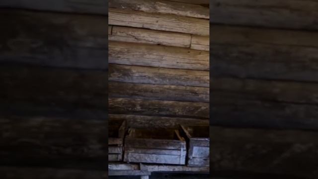 Идём в курятник 28 апреля 2026 год