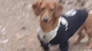 Гуляем на шиловском пруду